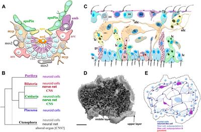 Alternative neural systems: What is a neuron? (Ctenophores, sponges and placozoans)